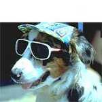 ex_050603_dogsunglasses.jpg