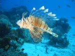 800px-Lionfish_in_coral_reef_2004-11-17.jpg