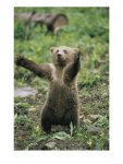 A-Grizzly-Bear-Cub-Stands-with-Arms-Outstretched-Photographic-Print-C11890559.jpeg