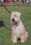 irish-soft-coated-wheaten-terrier-2.jpg