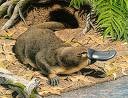 Duck Billed Platypus.jpg