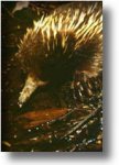 wildlife_echidna.jpg