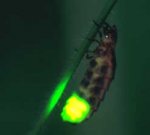 glow-worm-for-web.jpg