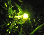 wp_glow-worm_1_050704_280.jpg