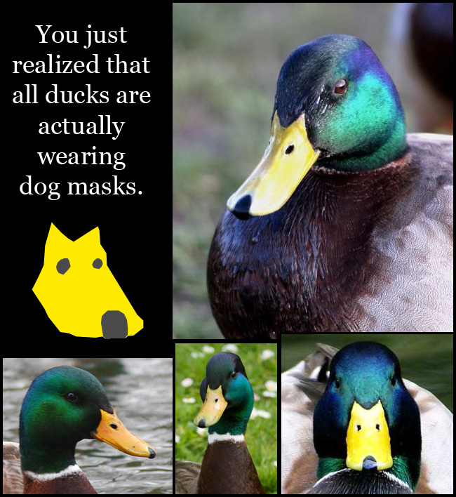 ducks-wearing-dogs-masks-realised-12826062897.jpg