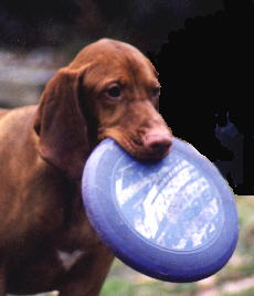 frisbee2.jpg