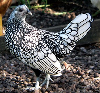 silver_sebright_bantam_hen.jpg