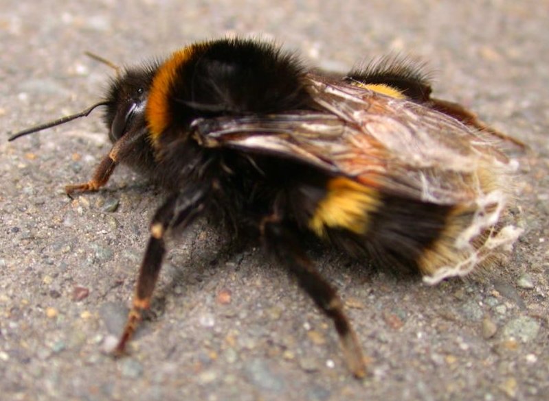 BumbleBee-OnPavement.jpg