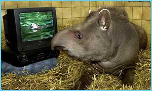 _1829538_tapir.jpg